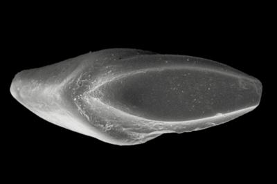 https://files.geocollections.info/large/bf/b0/bfb0686f-61df-49ce-a64c-ba31fb42d682.jpg