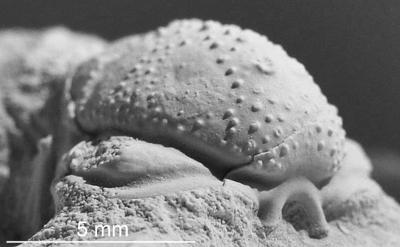 https://files.geocollections.info/large/bf/b6/bfb6cdb0-4dbb-4ec3-b405-d1dc4777e1ff.jpg