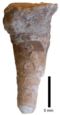 https://files.geocollections.info/large/bf/eb/bfebac9f-e17d-4c5d-bec5-db3738c26aaf.jpg