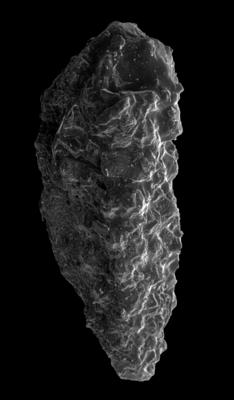 https://files.geocollections.info/large/bf/fd/bffdb33a-3918-44b0-877a-125aa74224c4.jpg