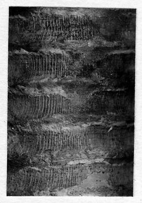 https://files.geocollections.info/large/c0/03/c003a35d-7a23-424a-8f19-3a15863b81bf.jpg