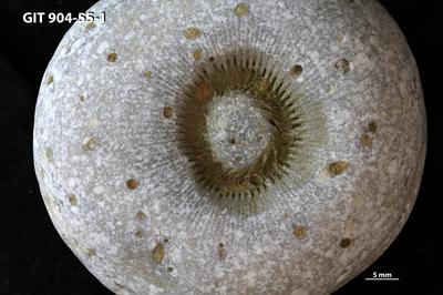 <i></i><br />Kõinastu islet,  m, Adavere Stage