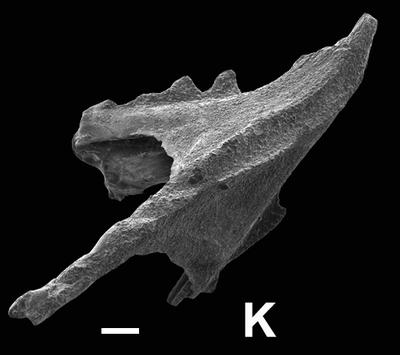 https://files.geocollections.info/large/c0/0b/c00bf55b-5309-4233-8285-258cca3c6471.jpg