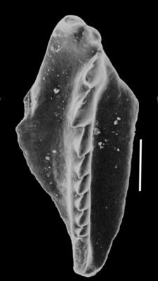 <i>Oenonites sp. C Hints, 2000</i><br />Valga 10 borehole, 319.40 m, Porkuni Stage