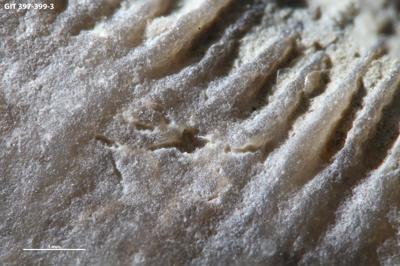 <i></i><br />Kesselaid,  m, Adavere Stage