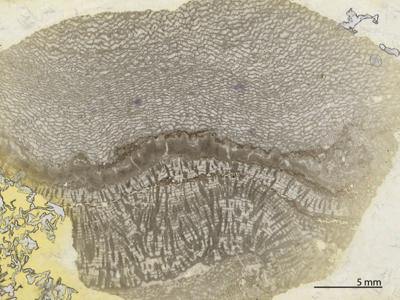 https://files.geocollections.info/large/c0/1c/c01cd1e2-c966-4eca-bf81-579870d42dd1.jpg