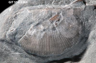 https://files.geocollections.info/large/c0/22/c0221369-371f-4a23-bc11-5ca648aac4ac.jpg