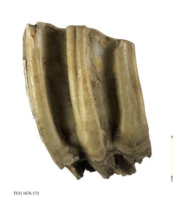 https://files.geocollections.info/large/c0/25/c025c71d-4a47-46ca-8a2a-7764673c6473.jpg