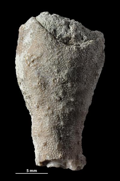 https://files.geocollections.info/large/c0/2c/c02c8e33-4633-46dd-bce6-5e8bfb29158b.jpg