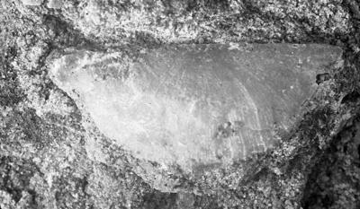 https://files.geocollections.info/large/c0/59/c05973f4-d5de-496e-ace6-df77a613a33d.jpg