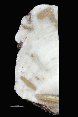 <i></i><br />Vanaküla Quarry,  m, Kukruse Stage