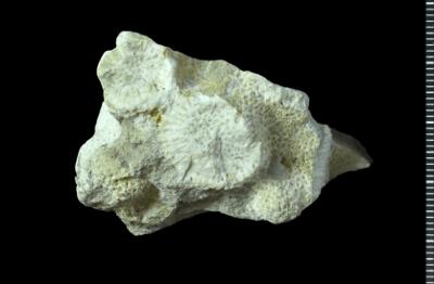 https://files.geocollections.info/large/c0/98/c0988ede-5676-49e1-8f8e-8ac9afe59c7c.jpg
