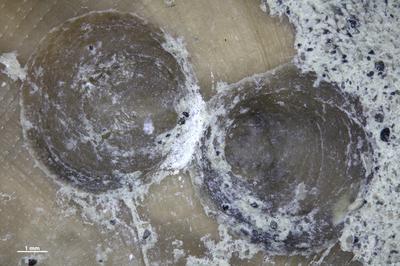 https://files.geocollections.info/large/c0/b4/c0b467b2-3aa8-44c6-903b-06151e2fcd9d.jpg