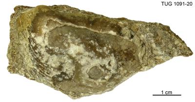 https://files.geocollections.info/large/c0/b5/c0b55829-9e67-402a-b473-e1b33dfed423.jpg