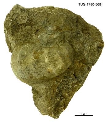 https://files.geocollections.info/large/c0/cd/c0cd95af-d703-46b0-adad-5ad0a05155b4.jpg