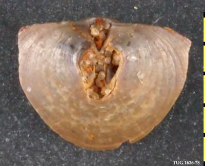 https://files.geocollections.info/large/c0/d2/c0d29b10-f58b-4cb2-9d30-c612b3e4e820.jpg
