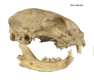 https://files.geocollections.info/large/c0/da/c0da559b-24ed-4744-b0ed-81d4525a8c48.jpg
