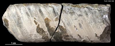 https://files.geocollections.info/large/c1/2c/c12cd40f-e92a-4e0d-ab2e-5a606b4991c3.jpg