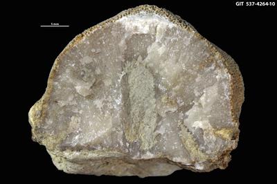 <i>Sanctum isp.</i><br />Sõmeru,  m, Keila Stage