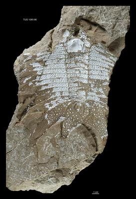 https://files.geocollections.info/large/c1/db/c1db3262-cf21-4860-8cbe-22ed38ae018f.jpg