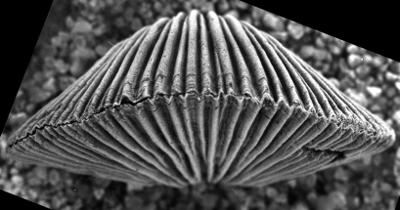 https://files.geocollections.info/large/c2/08/c2087047-5f4e-4e41-bfe1-d287a4c40a2e.jpg
