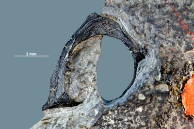 https://files.geocollections.info/large/c2/0e/c20eee12-117b-47d5-b190-8eae6af37bcc.jpg