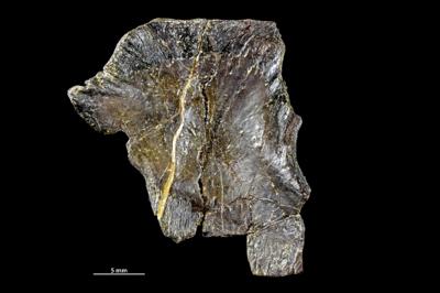 https://files.geocollections.info/large/c2/1e/c21eaef1-05e2-4368-a593-d0c0e4ea5c34.jpg