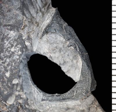 https://files.geocollections.info/large/c2/21/c221bf10-e308-4dfa-aff8-2aac529f347e.jpg