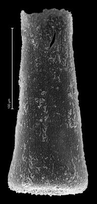 <i><i>Hercochitina</i> | Hercochitina aff. spinetum</i><br />Põõsaspea cliff, outcrop of Kinnekulle bentonite, 1.10 m, Keila Stage (901-1)