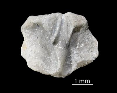 https://files.geocollections.info/large/c2/46/c24613d2-cb35-42f7-8241-d35d33c6d6ac.jpg