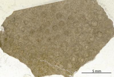 https://files.geocollections.info/large/c2/4e/c24e59a6-82d3-4ec3-8865-07c367172424.jpg