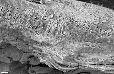 https://files.geocollections.info/large/c2/6e/c26ed7d5-da0b-43bf-8f34-5ba77260560e.jpg
