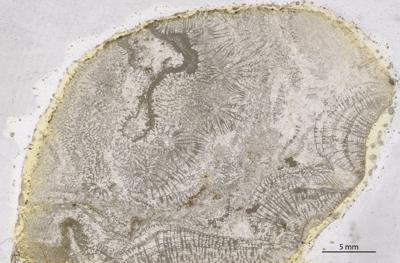 https://files.geocollections.info/large/c2/a9/c2a9b6f8-b25e-4ea6-bed4-b932b77fcbce.jpg