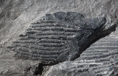 https://files.geocollections.info/large/c3/07/c307f20b-5a41-471e-b546-186f459086a1.jpg