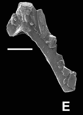 https://files.geocollections.info/large/c3/16/c3166388-99eb-43cc-b834-83ee834f111c.jpg
