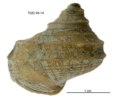 https://files.geocollections.info/large/c3/2f/c32f1b1d-a65c-4db9-ac4d-5bec6ce3a645.jpg
