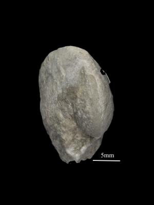https://files.geocollections.info/large/c3/65/c365c6e5-4ea2-4f6e-9d37-5edc5a23bfa6.jpg