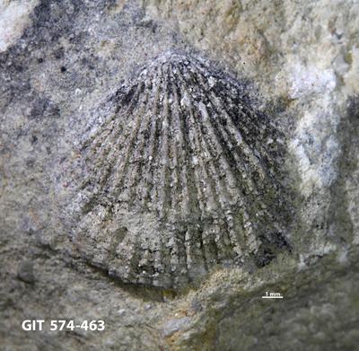 https://files.geocollections.info/large/c3/67/c367902a-c002-4d2a-a11b-f582b01dd2b7.jpg