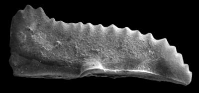 https://files.geocollections.info/large/c3/aa/c3aaae91-adc5-4929-9183-5f362ac1f993.jpg