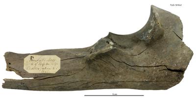https://files.geocollections.info/large/c3/bf/c3bfd411-3290-497b-bc9e-301ca557bfec.jpg