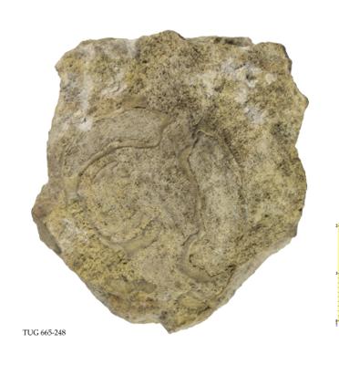 https://files.geocollections.info/large/c3/ce/c3ced9d7-2970-45c3-921f-104788b086b1.jpg