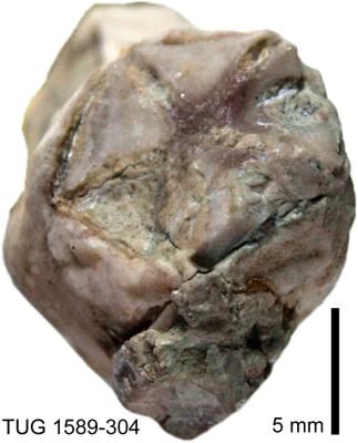 https://files.geocollections.info/large/c3/d6/c3d6925e-4940-4521-96cd-52bd328132e4.jpg