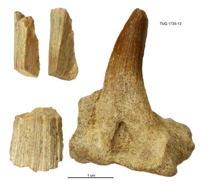https://files.geocollections.info/large/c3/da/c3daf095-1a88-4112-88ae-d7d9da97baa5.jpg