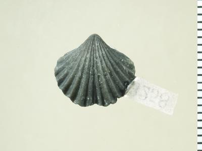 https://files.geocollections.info/large/c3/f7/c3f70bcf-e9b4-47a2-be75-db1e4850f730.jpg
