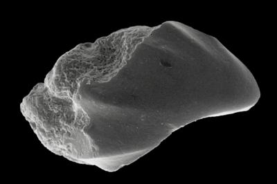 https://files.geocollections.info/large/c4/09/c409f0af-0a53-41dd-ae84-8235a6609ada.jpg