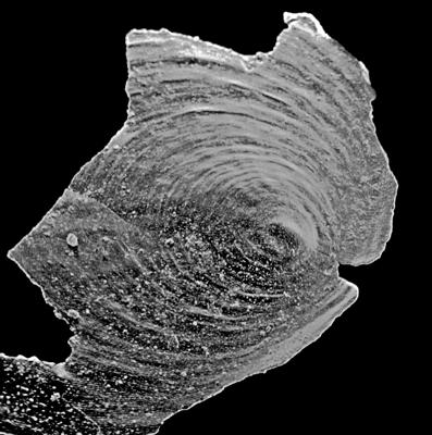 https://files.geocollections.info/large/c4/27/c427a001-8848-415d-8572-22219c4189b5.jpg