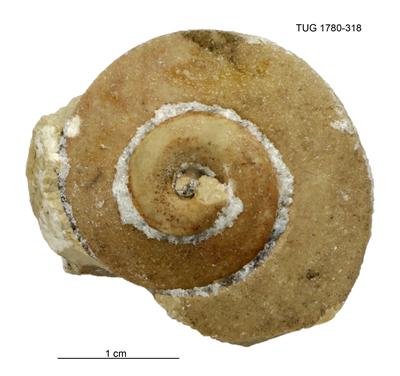 https://files.geocollections.info/large/c4/3f/c43f3476-dc5f-41c0-aa31-4597cb572ed6.jpg