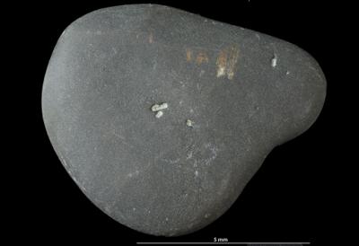 <i></i><br />Kopli quarry,  m, Lower Cambrian (old nomenclature)