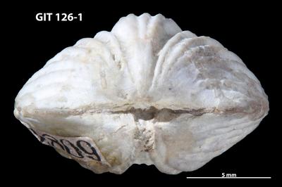 https://files.geocollections.info/large/c4/79/c479d244-eafc-4d74-a319-4d3542263ab9.jpg