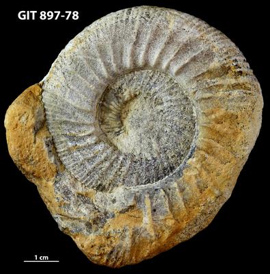 https://files.geocollections.info/large/c4/98/c498fdfb-b767-49a4-a9e5-0d0338e13887.jpg